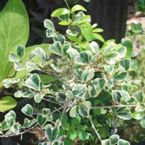 Ficus triangularis Variegata, Variegated Triangle Fig, Triangle Fig,