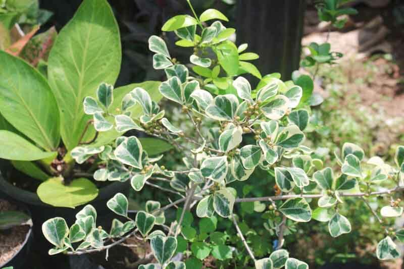 Ficus triangularis Variegata, Variegated Triangle Fig, Triangle Fig,