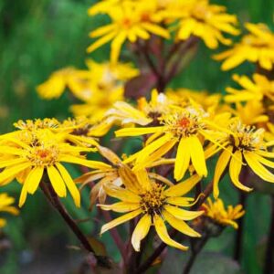 Ligularia, Leopard Plant, Shade Perennial, Shade Plant