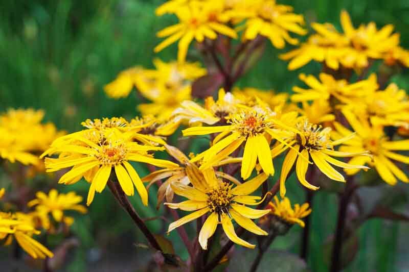 Ligularia, Leopard Plant, Shade Perennial, Shade Plant