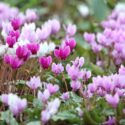 Cyclamen,vy-leaved cyclamen, Cyclamen hederifolium,sowbread,