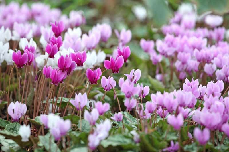 Cyclamen,vy-leaved cyclamen, Cyclamen hederifolium,sowbread,