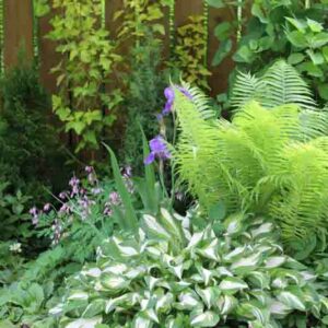 Fern, Ferns, Shade Plants