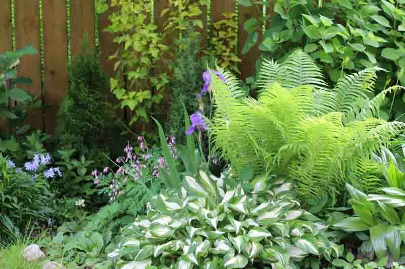 Fern, Ferns, Shade Plants