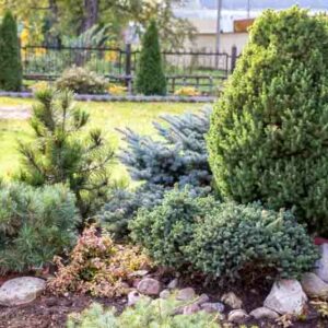 Evergreen Shrubs, Conifers, Small Evergreen Shubs, pine, spruce