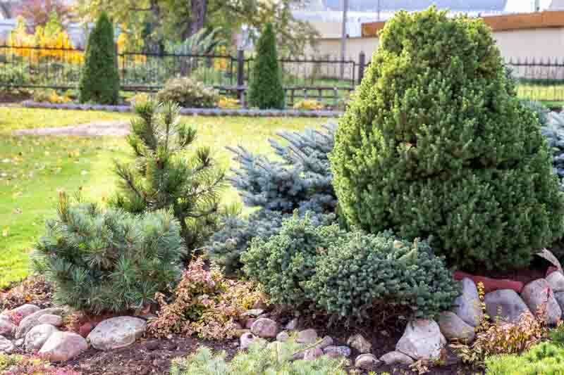 Evergreen Shrubs, Conifers, Small Evergreen Shubs, pine, spruce