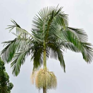 King Palm, Alexandra Palm, Archontophoenix alexandrae)