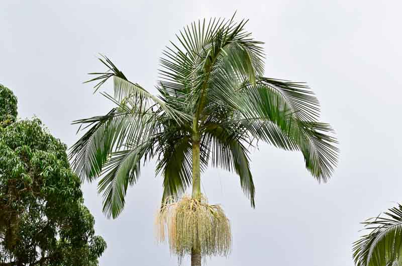 King Palm, Alexandra Palm, Archontophoenix alexandrae)