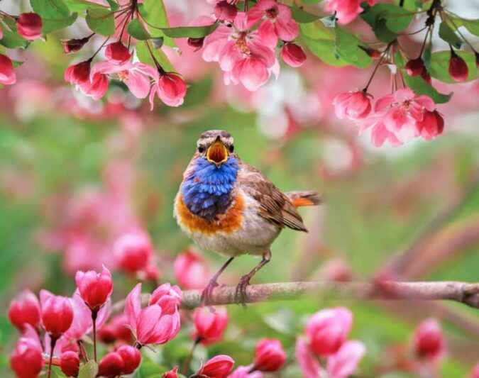 Spring Flowers, bird, apple tree,bird watching,songbird,luscinia svecica,