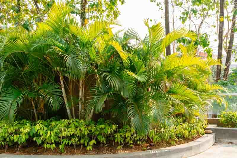 Areca Palm, bamboo palm, butterfly palm, Dypsis lutescens
