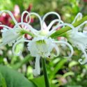 Hymenocallis, spider lily 'Zwanenburg', Spider Lilies
