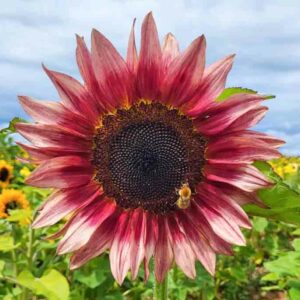 Procut Red Sunflower, Sunflower Procut Red , Dark Sunflower, Red Sunflower, Helianthus