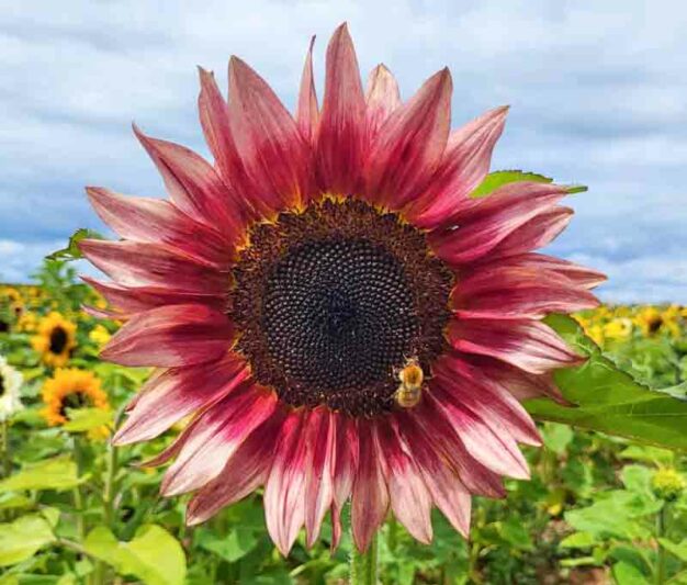 Procut Red Sunflower, Sunflower Procut Red , Dark Sunflower, Red Sunflower, Helianthus