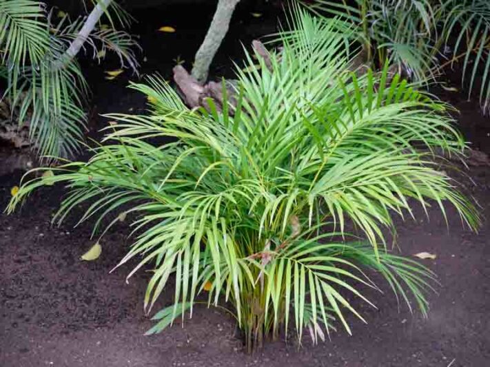 Areca Palm, bamboo palm, butterfly palm, Dypsis lutescens