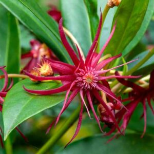 florida anise,shrub,anise,star-anise,anise,schisandraceae,illicium floridanum,