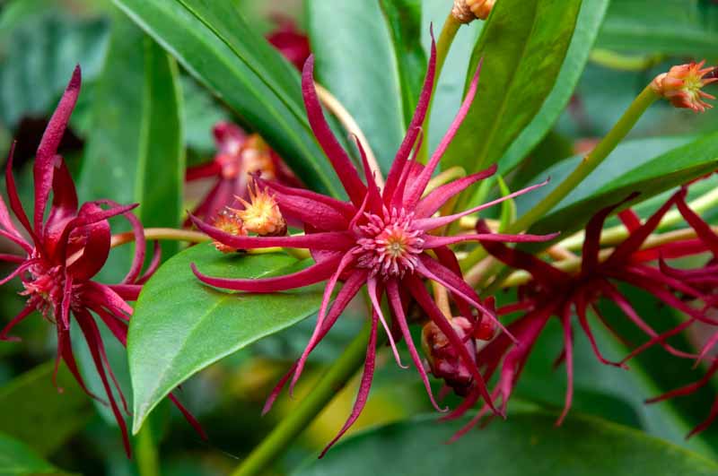 florida anise,shrub,anise,star-anise,anise,schisandraceae,illicium floridanum,