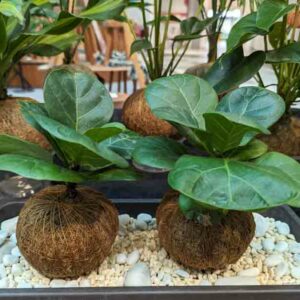 Fiddle Leaf Fig, Fiddle-leaf Fig, Ficus lyrata, Houseplant, Houseplants