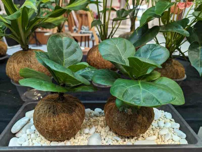 Fiddle Leaf Fig, Fiddle-leaf Fig, Ficus lyrata, Houseplant, Houseplants