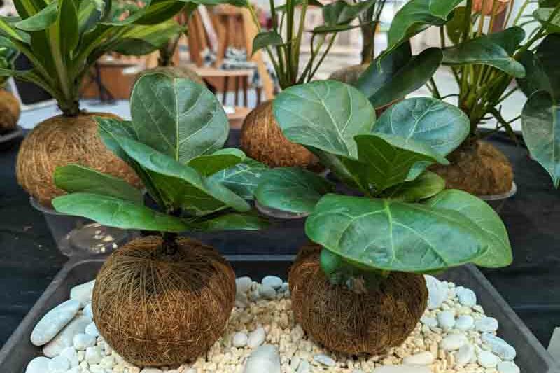 Fiddle Leaf Fig, Fiddle-leaf Fig, Ficus lyrata, Houseplant, Houseplants
