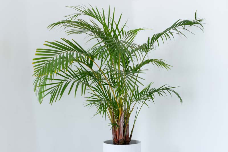 Areca Palm, bamboo palm, butterfly palm, Dypsis lutescens