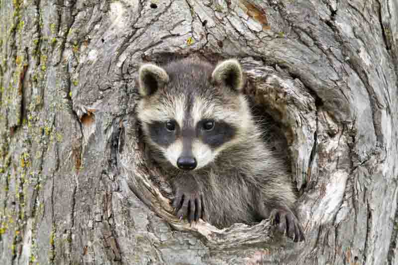 Raccoon, Tree