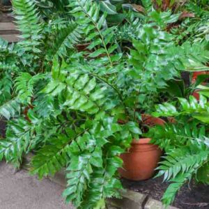 holly fern, Japanese holly fern, fishtail fern, Cyrtomium falcatum