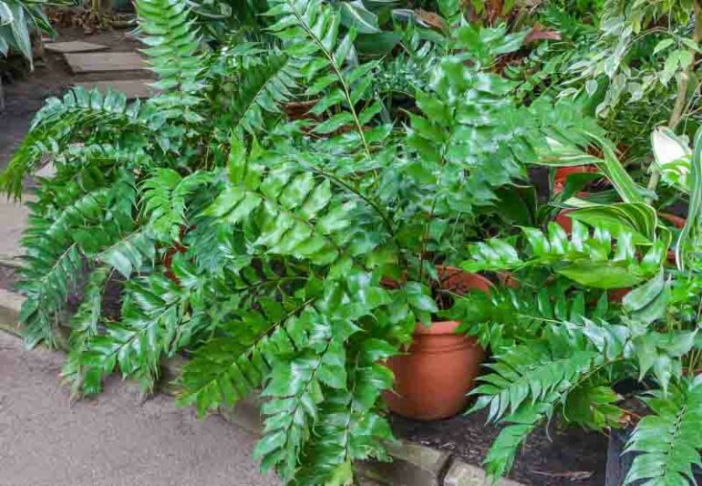 holly fern, Japanese holly fern, fishtail fern, Cyrtomium falcatum