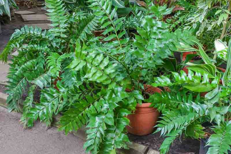 holly fern, Japanese holly fern, fishtail fern, Cyrtomium falcatum