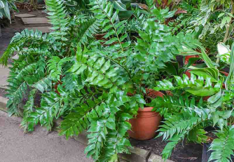 Holly fern discount