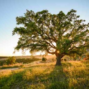 Cork oak tree, oak tree, Quercus suber