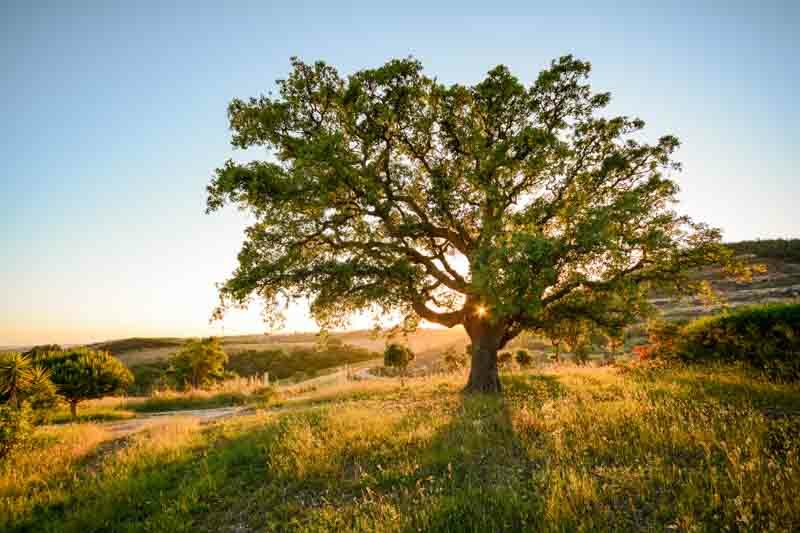 Cork oak tree, oak tree, Quercus suber