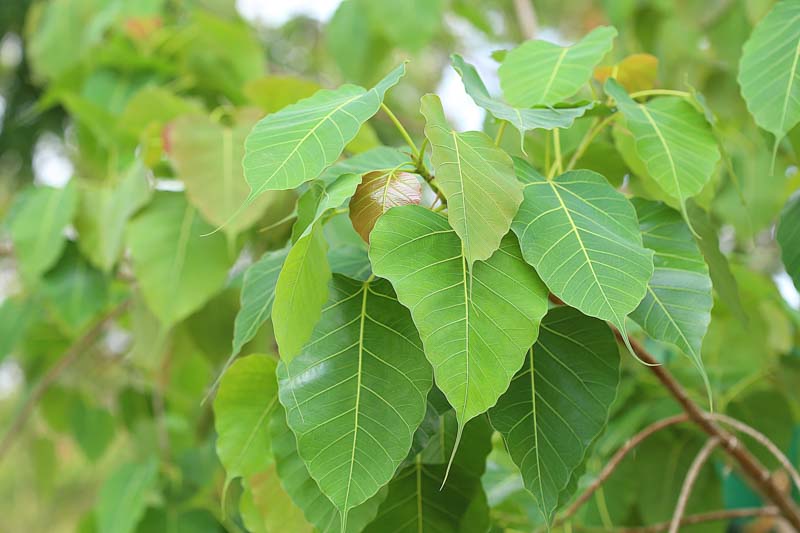 Bodhi Tree, Peepul Tree, Peepal Tree, Hindu Bo Tree, Ficus religiosa, Poplar-leaved Fig Tree, Sacred Fig Tree,