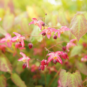 Epimedium, barrenwort, Shade Plants, Shade Perennials