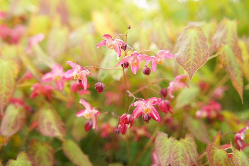 Epimedium, barrenwort, Shade Plants, Shade Perennials