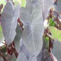 Elephant Ears, Taro, Elephant Ear, Colocasia, Colocasia esculenta