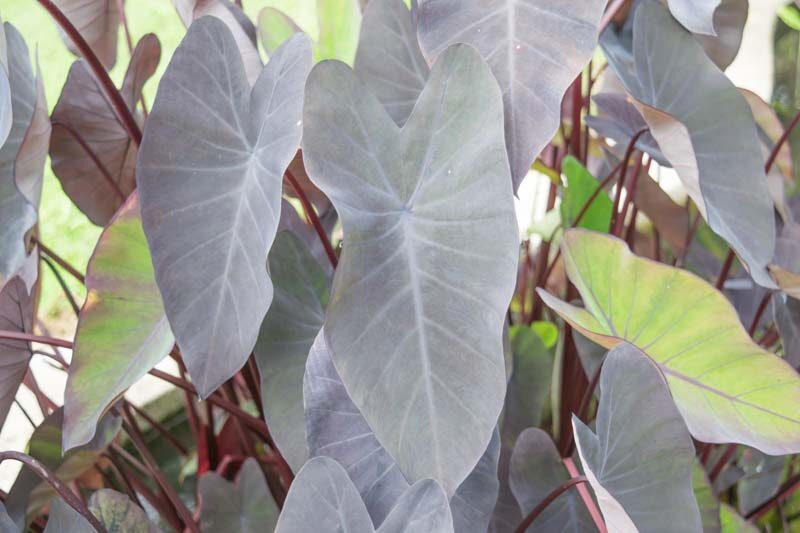 Elephant Ears, Taro, Elephant Ear, Colocasia, Colocasia esculenta