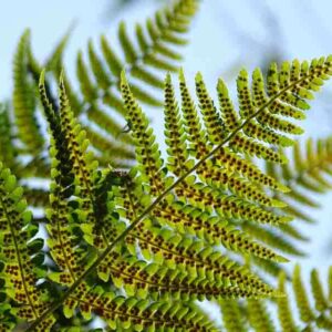 Fern, Ferns, Shade Plants