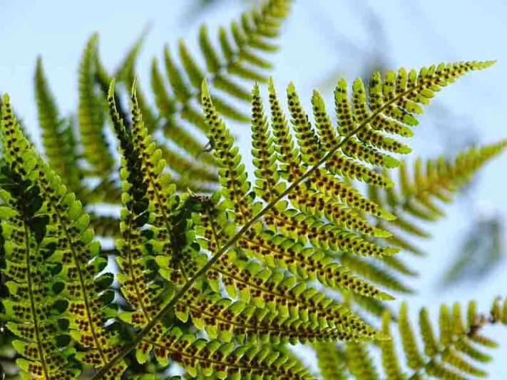 Fern, Ferns, Shade Plants