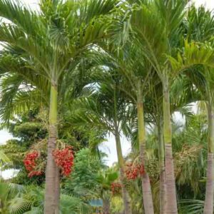 Christmas Palm,Dwarf Royal Palm, Manila Palm, Adonidia merrillii