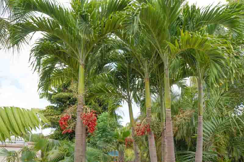 Christmas Palm,Dwarf Royal Palm, Manila Palm, Adonidia merrillii