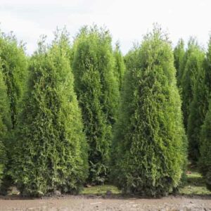 Leyland Cypress, Evergreen Conifer, Cupressus x leylandii, x Cupressocyparis leylandii, x Cuprocyparis leylandii