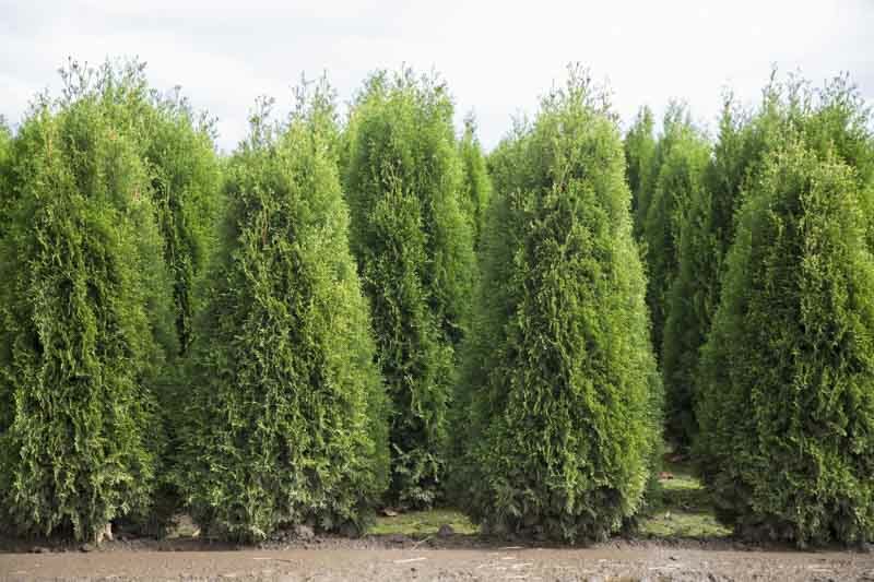 Leyland Cypress, Evergreen Conifer, Cupressus x leylandii, x Cupressocyparis leylandii, x Cuprocyparis leylandii