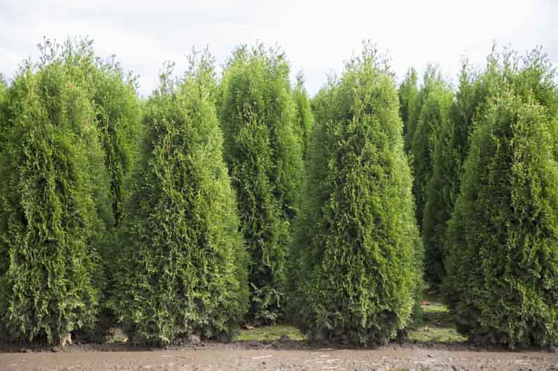 Leyland Cypress, Evergreen Conifer, Cupressus x leylandii, x Cupressocyparis leylandii, x Cuprocyparis leylandii
