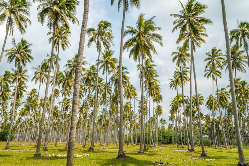 Coconut, Coconut Tree, Coconut Palm, Palm Tree, Cocos nucifera