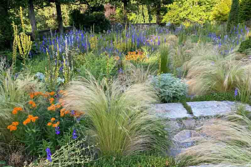 Nassella tenuissima,Asclepias tuberosa, Artemisia and Consolida ajacis