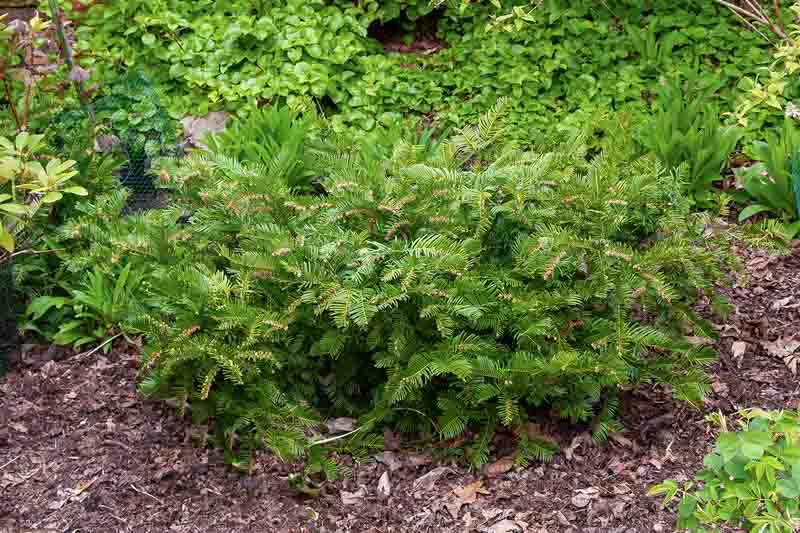 Spreading Japanese Plum Yew (Cephalotaxus harringtonia 'Prostrata')