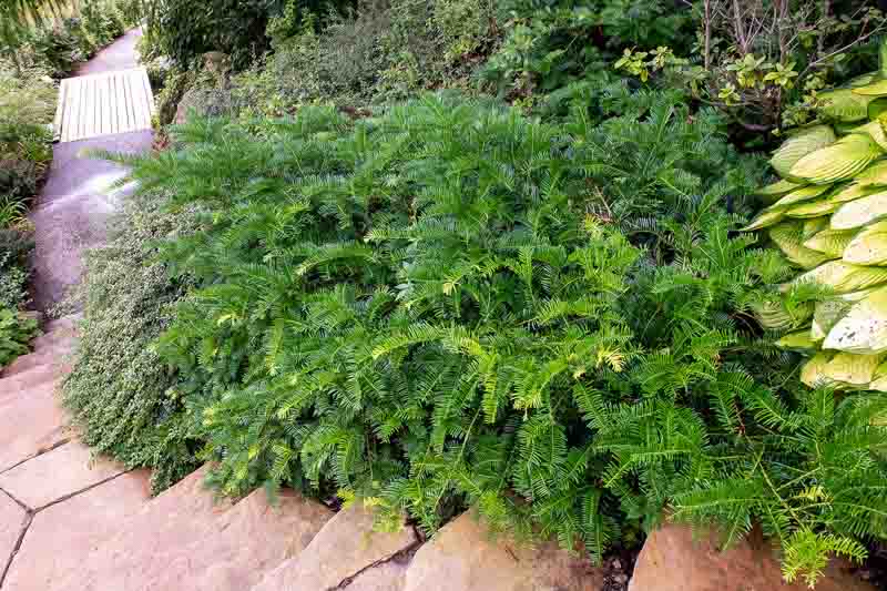 Spreading Japanese Plum Yew (Cephalotaxus harringtonia 'Prostrata')