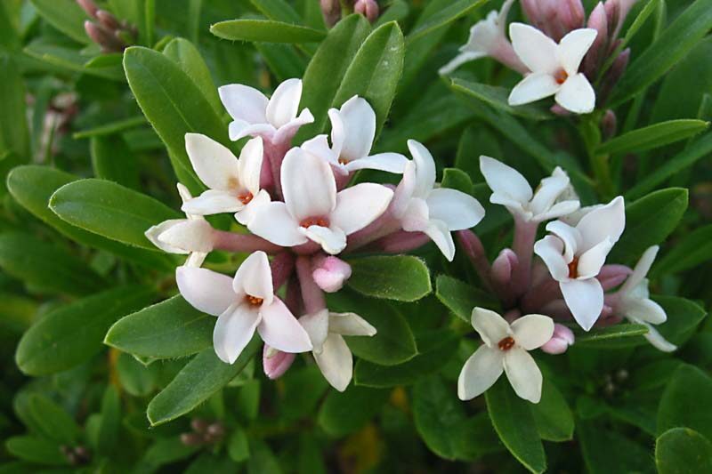 Daphne transatlantica Eternal Fragrance, Daphne transatlantica, Daphne