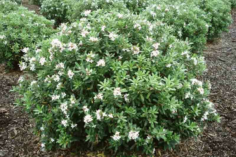 Daphne transatlantica Eternal Fragrance, Daphne transatlantica, Daphne