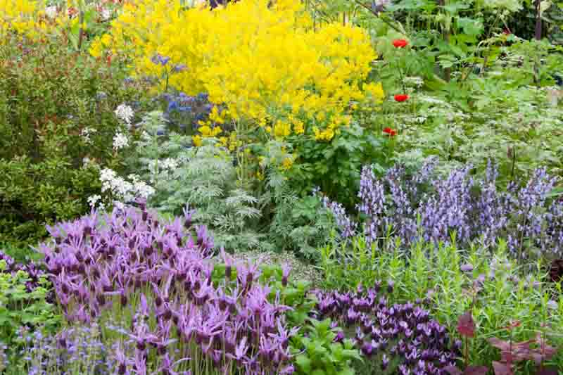 Herb garden, Spanish lavender, thymes, Artemisia, Isatis, Rosemary, Borago, Angelica